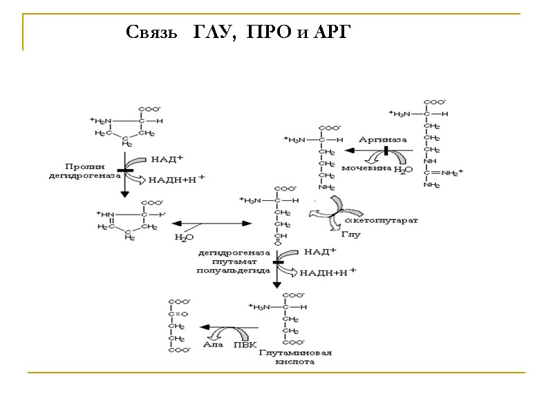 Связь   ГЛУ,  ПРО и АРГ
